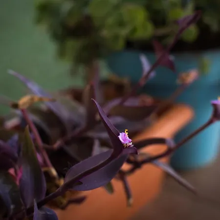 New Royal Torrequebrada Ideal For Families & Groups